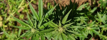 Achávamos que sabíamos tudo sobre a cannabis, mas estávamos errados: a descoberta sobre a origem secreta do THC que muda a medicina 