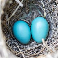 ¿Estás embarazada y pones la casa patas arriba? Es el síndrome del nido