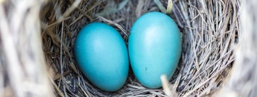 ¿Estás embarazada y pones la casa patas arriba? Es el síndrome del nido