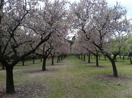 La Quinta de los Molinos: almendros en flor en Madrid