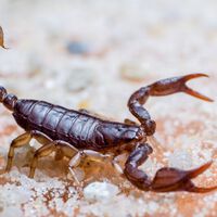 Eles construíram uma máquina para fazer o que nenhum humano queria: ordenhar escorpiões para revolucionar a medicina