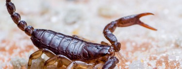 Eles construíram uma máquina para fazer o que nenhum humano queria: ordenhar escorpiões para revolucionar a medicina