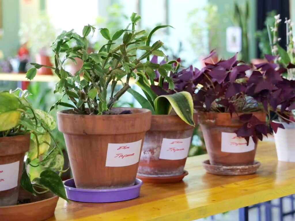 En Madrid ya hay guarderías de plantas para cuidártelas mientras te vas de vacaciones, y están totalmente saturadas