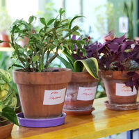 En Madrid ya hay guarderías de plantas para cuidártelas mientras te vas de vacaciones, y están totalmente saturadas