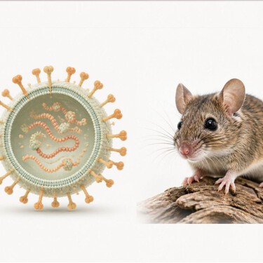 Hantavirus