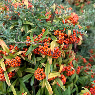 Ningún ayuntamiento quiso envenenarte de pequeño, aunque tu abuela dijera que sí: así es el espino de fuego que está en todas partes 