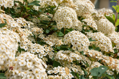 Primer Disparo De Flores De Hortensias Blancas Florecientes