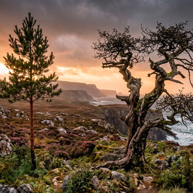 Qué nos enseña el proverbio de la filosofía china "un árbol torcido vive su propia vida, pero un árbol recto se convierte en madera" 
