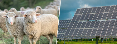 Especialistas se surpreendem com efeito de painéis solares sobre ovelhas 