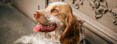 Víctor Mañero, adiestrador canino: "A tu mascota no se le saluda a la entrada ni a la salida"