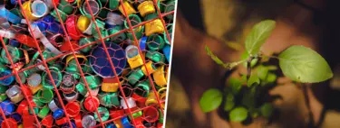 Ya sabemos de dónde saca los microplásticos la lechuga que te comes en la ensalada: del aire