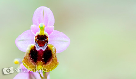 Fotografía macro (parte I)