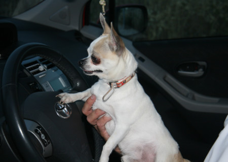 Llevar la mascota en el asiento de delante supone una sanción grave que puede ocasionar una multa entre los 200 y los 400 euros