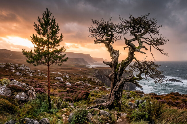 Arboles