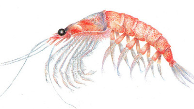 El Krill, un tesoro de proteínas que se encuentra en el mar