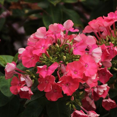Geranios, la flor que florece casi sin cuidados y convierte cualquier espacio pequeño en un jardín espectacular