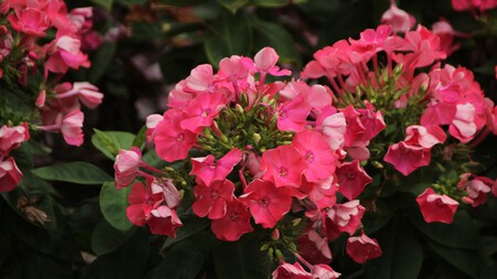 Geranios, la flor que florece casi sin cuidados y convierte cualquier espacio pequeño en un jardín espectacular