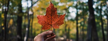 Canadá abrirá sus fronteras a profesionales tech y nómadas digitales: el mundo está ante una "carrera global" para atraer talento 