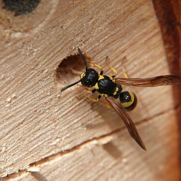 Cómo ahuyentar a las avispas: trucos caseros para alejarlas de la comida y de casa 