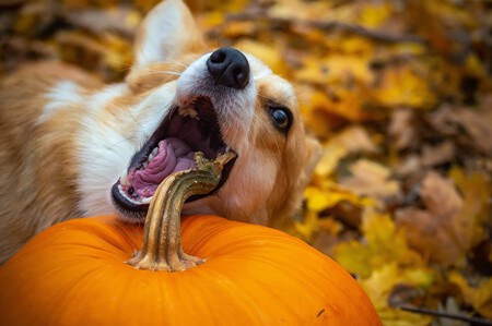 Un perro intentando morder una calabaza