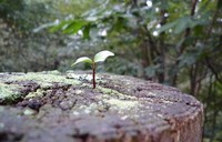 ¿Servirá la mejora del cuadro macro para reactivar la confianza empresarial? 