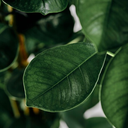 Ficus Microcarpa Planta Laurel La India 1539309 Pe1017610 S5