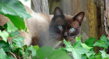 Tu gato, cazador de redes WiFi