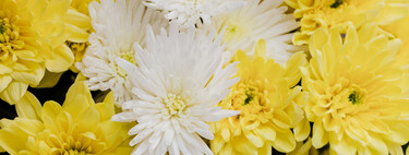 Los crisantemos son las flores por excelencia del otoño, pero necesitan unos cuidados que no podemos obviar