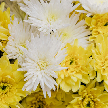 Los crisantemos son las flores por excelencia del otoño, pero necesitan unos cuidados que no podemos obviar