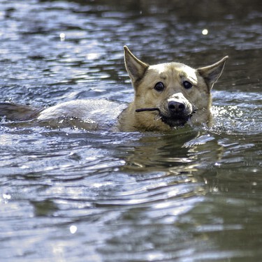La peor idea que puedes tener para refrescar a tu perro (y otras siete que sí le van a ayudar)