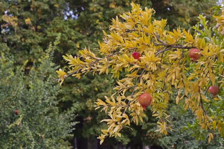 Landscape Tree Nature Blossom Plant Leaf 1115891 Pxhere Com