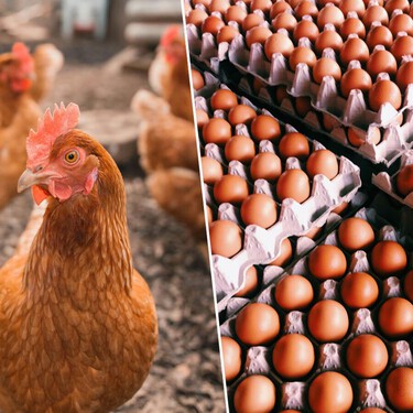 La OCU alerta: los huevos camperos han dejado de serlo por la gripe aviar, pero a los consumidores nadie nos lo había dicho