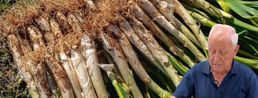 Empieza la campaña de calçots: así se plantan para podérselos comer con el frío  