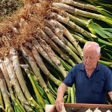 Empieza la campaña de calçots: así se plantan para podérselos comer con el frío  