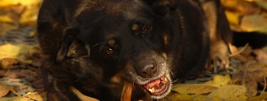 BARF, sobras, 'grain-free', pienso vegano... esto dicen los nutricionistas de las dietas de moda entre perros y gatos 
