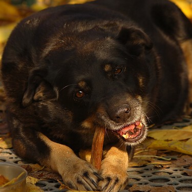 BARF, sobras, 'grain-free', pienso vegano... esto dicen los nutricionistas de las dietas de moda entre perros y gatos 