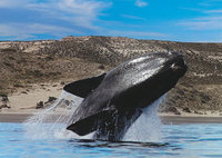 Ya llegaron las ballenas a la Patagonia