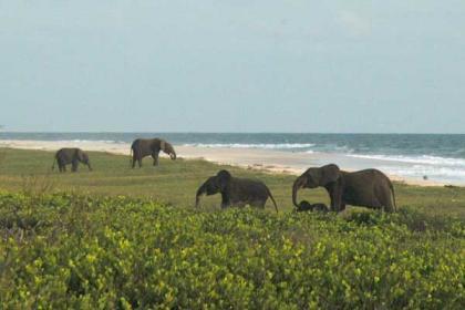 Elephans on the beach
