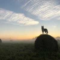 "El problema está en todas partes": el campo español se está llenando de lobos, osos y linces y no todos están contentos