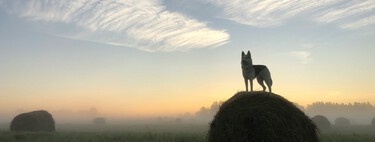 "El problema está en todas partes": el campo español se está llenando de lobos, osos y linces y no todos están contentos