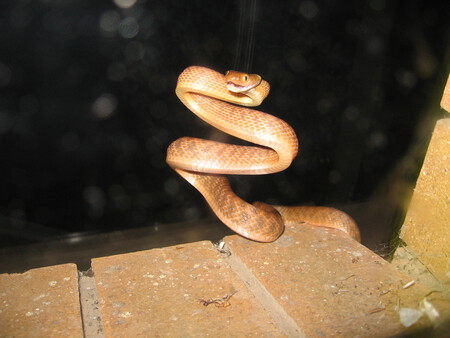 Boiga Irregularis Coiled