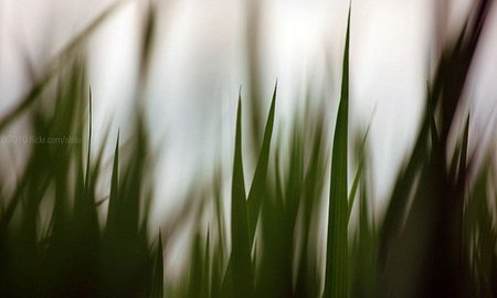¿Qué hacer para aliviar la crisis alimentaria?