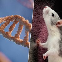 Un científico japonés llevaba 20 años clonando a más de 1.000 ratones. Y entonces la biología dijo "basta"