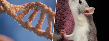 Un científico japonés llevaba 20 años clonando a más de 1.000 ratones. Y entonces la biología dijo "basta"