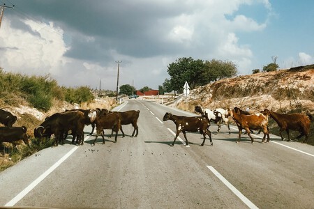 Cabras