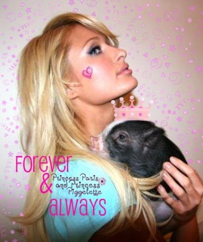 La cerda de Paris Hilton