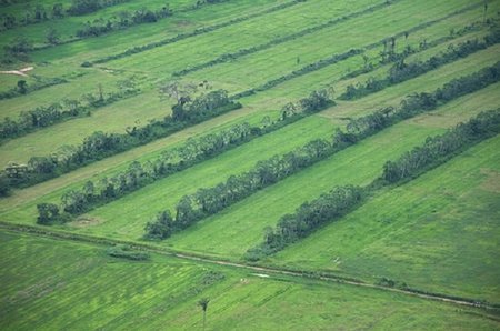 ¿Son 'positivos' los biocombustibles para la población mundial?