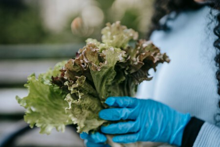 Lechuga