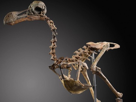 El esquleto de dodo más caro jamás subastado