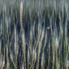 Foto 10 de 10 de la galería otros-animales en Xataka Foto